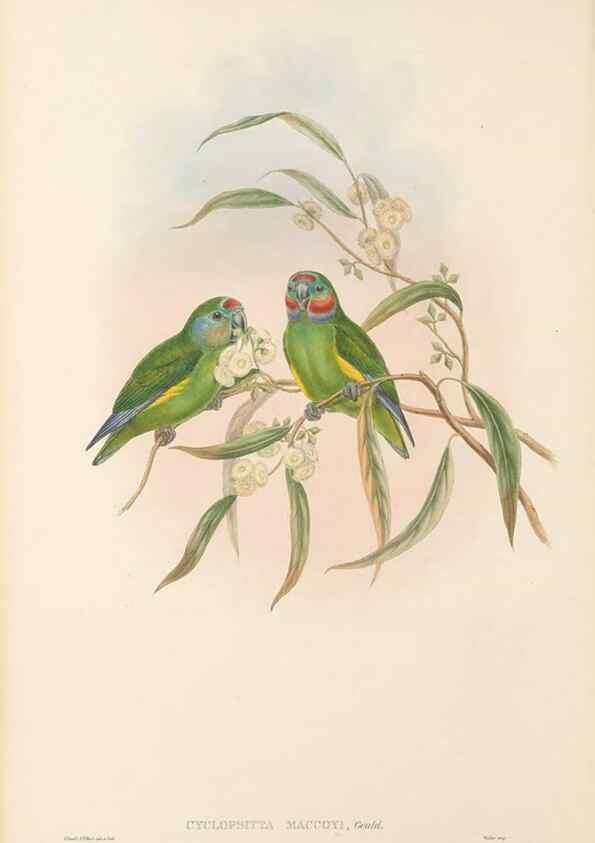 Reproducción/Reproduction 48766099688: The birds of New Guinea and the adjacent Papuan islands. London :Henry Sotheran & Co.,1875-1888.. 