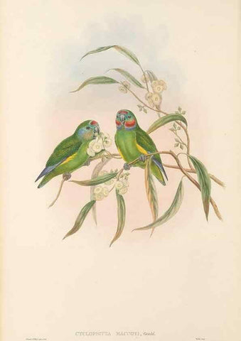Reproducción/Reproduction 48766099688: The birds of New Guinea and the adjacent Papuan islands. London :Henry Sotheran & Co.,1875-1888.. 