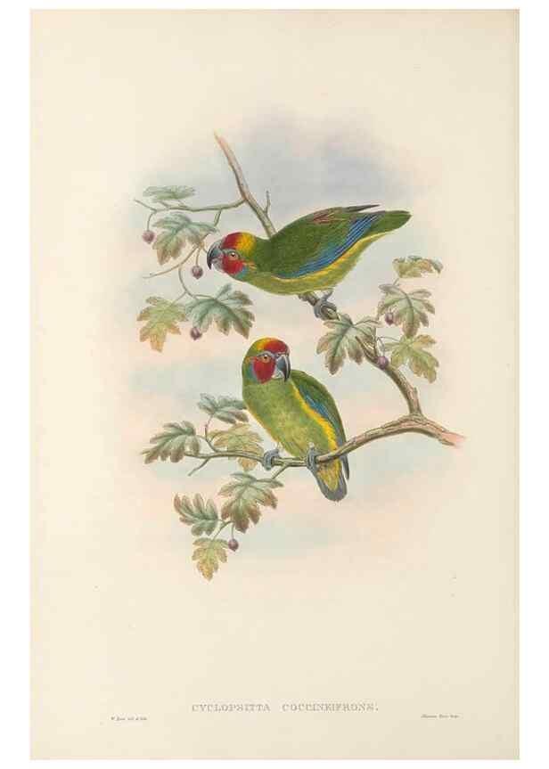 Reproducción/Reproduction 48766432701: The birds of New Guinea and the adjacent Papuan islands. London :Henry Sotheran & Co.,1875-1888.. 