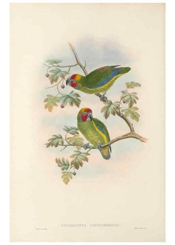 Reproducción/Reproduction 48766432701: The birds of New Guinea and the adjacent Papuan islands. London :Henry Sotheran & Co.,1875-1888.. 
