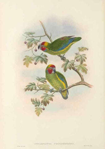 Reproducción/Reproduction 48766432701: The birds of New Guinea and the adjacent Papuan islands. London :Henry Sotheran & Co.,1875-1888.. 