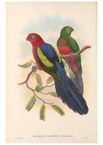 Reproducción/Reproduction 48766100268: The birds of New Guinea and the adjacent Papuan islands. London :Henry Sotheran & Co.,1875-1888.. 