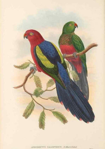 Reproducción/Reproduction 48766100268: The birds of New Guinea and the adjacent Papuan islands. London :Henry Sotheran & Co.,1875-1888.. 