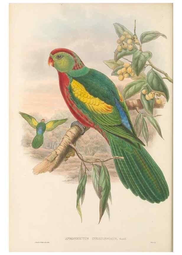 Reproducción/Reproduction 48766634842: The birds of New Guinea and the adjacent Papuan islands. London :Henry Sotheran & Co.,1875-1888.. 