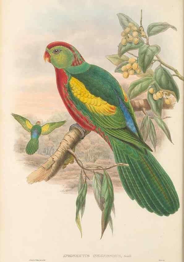 Reproducción/Reproduction 48766634842: The birds of New Guinea and the adjacent Papuan islands. London :Henry Sotheran & Co.,1875-1888.. 