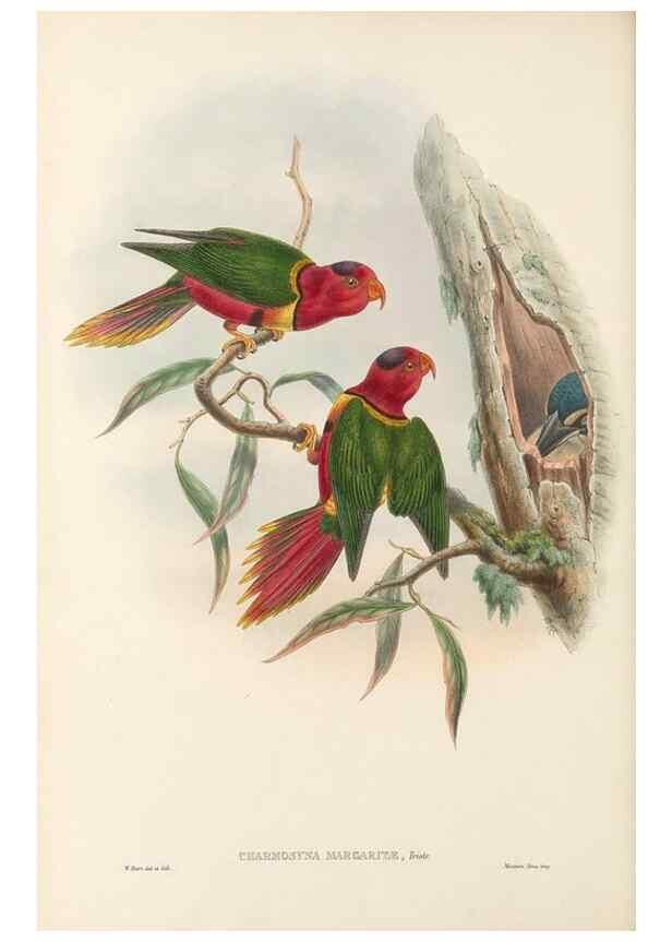 Reproducción/Reproduction 48766433551: The birds of New Guinea and the adjacent Papuan islands. London :Henry Sotheran & Co.,1875-1888.. 