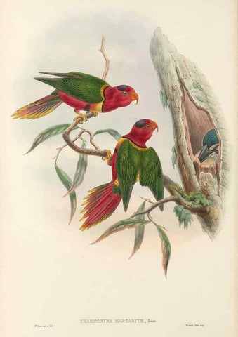 Reproducción/Reproduction 48766433551: The birds of New Guinea and the adjacent Papuan islands. London :Henry Sotheran & Co.,1875-1888.. 