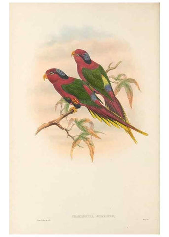 Reproducción/Reproduction 48766635492: The birds of New Guinea and the adjacent Papuan islands. London :Henry Sotheran & Co.,1875-1888.. 