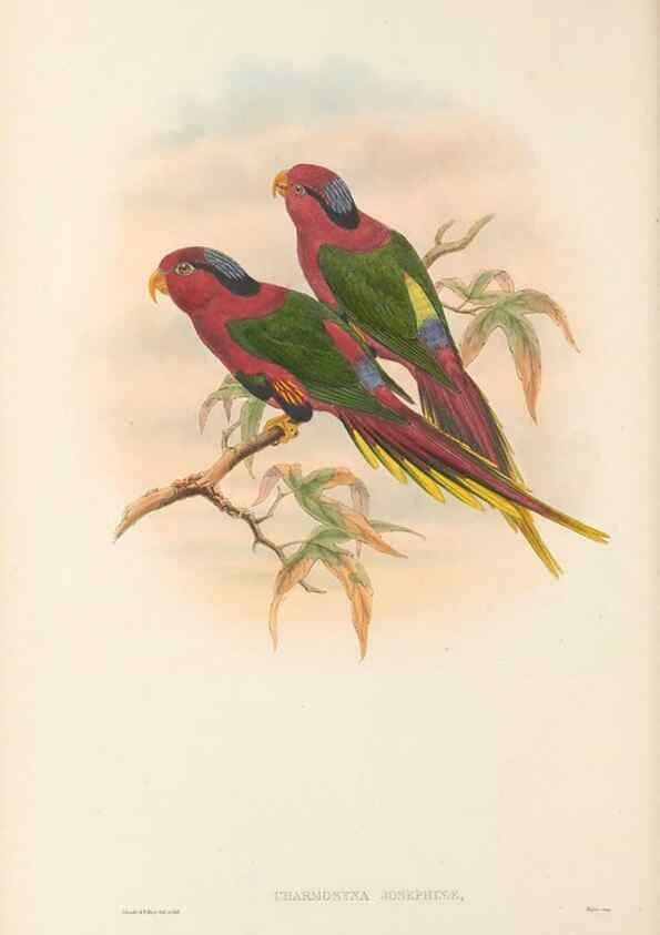 Reproducción/Reproduction 48766635492: The birds of New Guinea and the adjacent Papuan islands. London :Henry Sotheran & Co.,1875-1888.. 