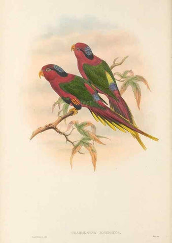 Reproducción/Reproduction 48766635492: The birds of New Guinea and the adjacent Papuan islands. London :Henry Sotheran & Co.,1875-1888.. 