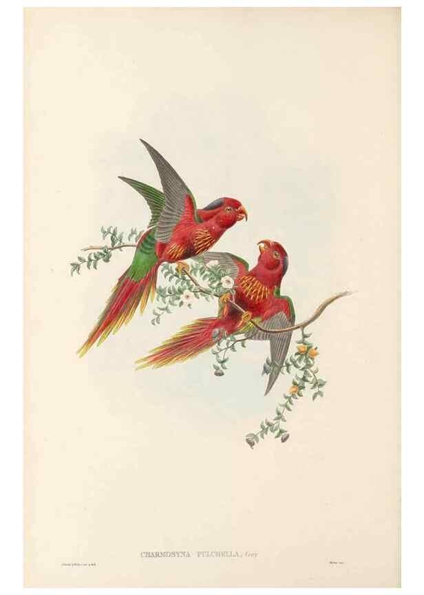 Reproducción/Reproduction 48766434311: The birds of New Guinea and the adjacent Papuan islands. London :Henry Sotheran & Co.,1875-1888.. 