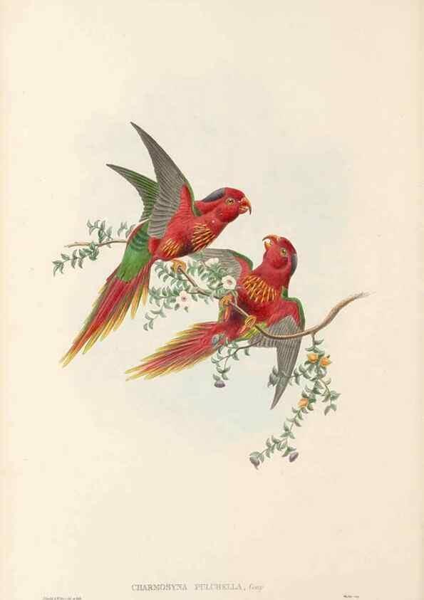 Reproducción/Reproduction 48766434311: The birds of New Guinea and the adjacent Papuan islands. London :Henry Sotheran & Co.,1875-1888.. 