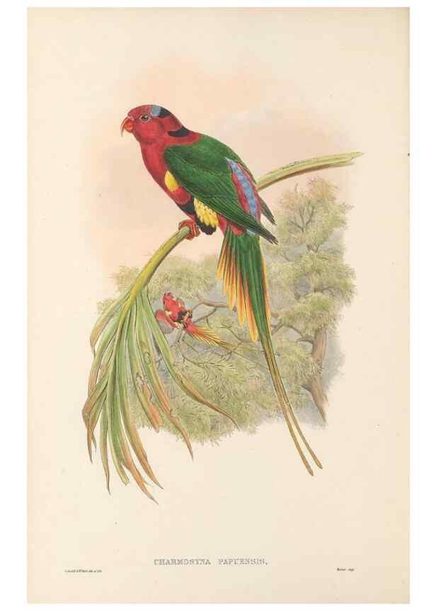Reproducción/Reproduction 48766434636: The birds of New Guinea and the adjacent Papuan islands. London :Henry Sotheran & Co.,1875-1888.. 