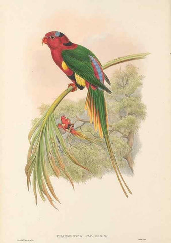 Reproducción/Reproduction 48766434636: The birds of New Guinea and the adjacent Papuan islands. London :Henry Sotheran & Co.,1875-1888.. 