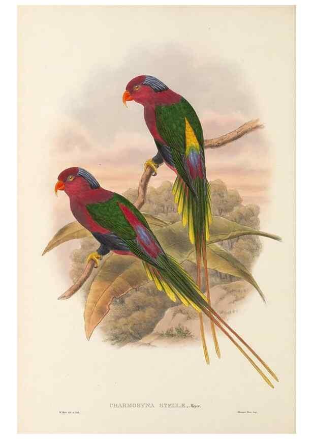Reproducción/Reproduction 48766435051: The birds of New Guinea and the adjacent Papuan islands. London :Henry Sotheran & Co.,1875-1888.. 
