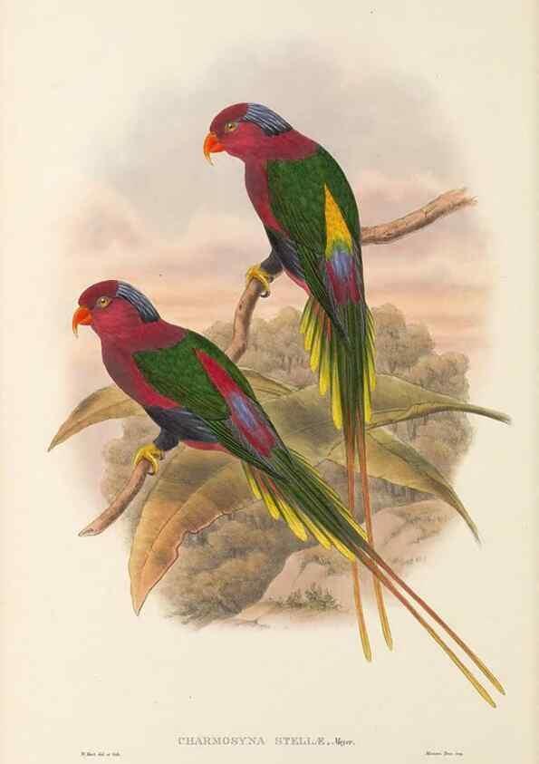Reproducción/Reproduction 48766435051: The birds of New Guinea and the adjacent Papuan islands. London :Henry Sotheran & Co.,1875-1888.. 