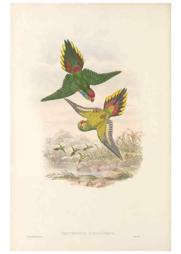 Reproducción/Reproduction 48766637012: The birds of New Guinea and the adjacent Papuan islands. London :Henry Sotheran & Co.,1875-1888.. 