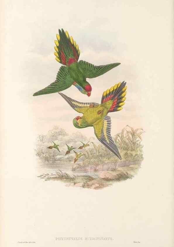 Reproducción/Reproduction 48766637012: The birds of New Guinea and the adjacent Papuan islands. London :Henry Sotheran & Co.,1875-1888.. 