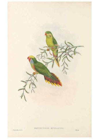 Reproducción/Reproduction 48766637337: The birds of New Guinea and the adjacent Papuan islands. London :Henry Sotheran & Co.,1875-1888.. 