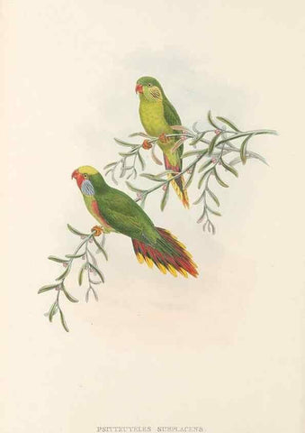 Reproducción/Reproduction 48766637337: The birds of New Guinea and the adjacent Papuan islands. London :Henry Sotheran & Co.,1875-1888.. 