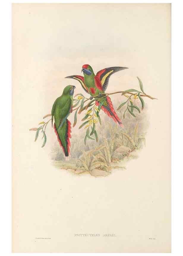 Reproducción/Reproduction 48766637647: The birds of New Guinea and the adjacent Papuan islands. London :Henry Sotheran & Co.,1875-1888.. 