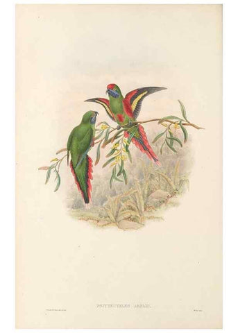 Reproducción/Reproduction 48766637647: The birds of New Guinea and the adjacent Papuan islands. London :Henry Sotheran & Co.,1875-1888.. 