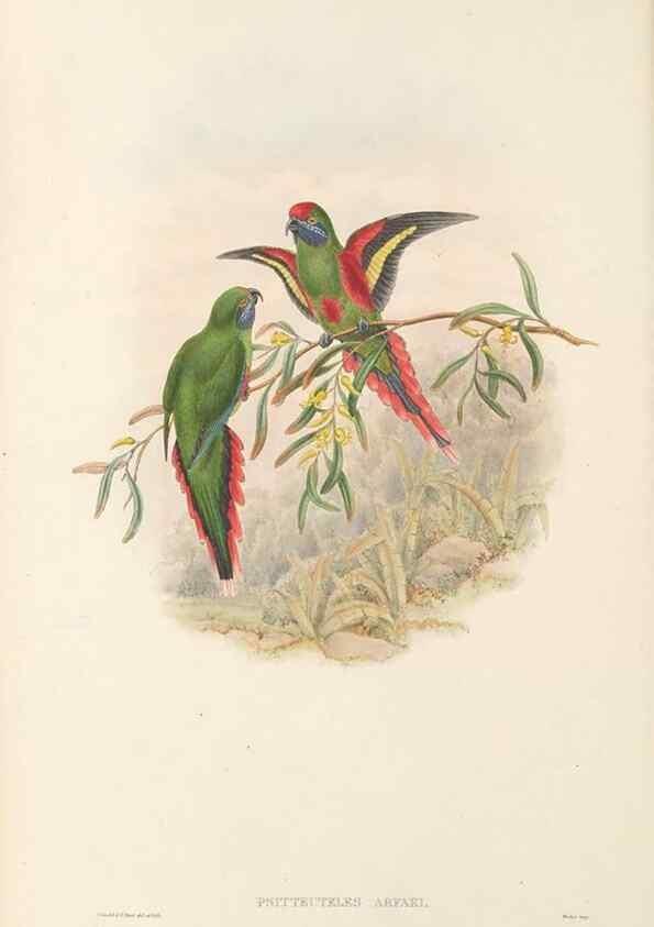 Reproducción/Reproduction 48766637647: The birds of New Guinea and the adjacent Papuan islands. London :Henry Sotheran & Co.,1875-1888.. 