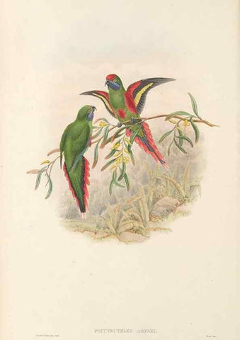 Reproducción/Reproduction 48766637647: The birds of New Guinea and the adjacent Papuan islands. London :Henry Sotheran & Co.,1875-1888.. 