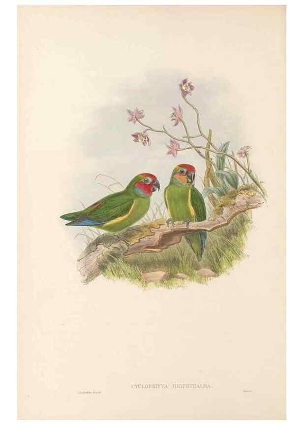 Reproducción/Reproduction 48766632892: The birds of New Guinea and the adjacent Papuan islands. London :Henry Sotheran & Co.,1875-1888.. 