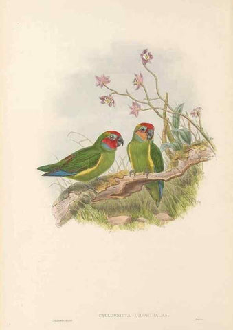 Reproducción/Reproduction 48766632892: The birds of New Guinea and the adjacent Papuan islands. London :Henry Sotheran & Co.,1875-1888.. 