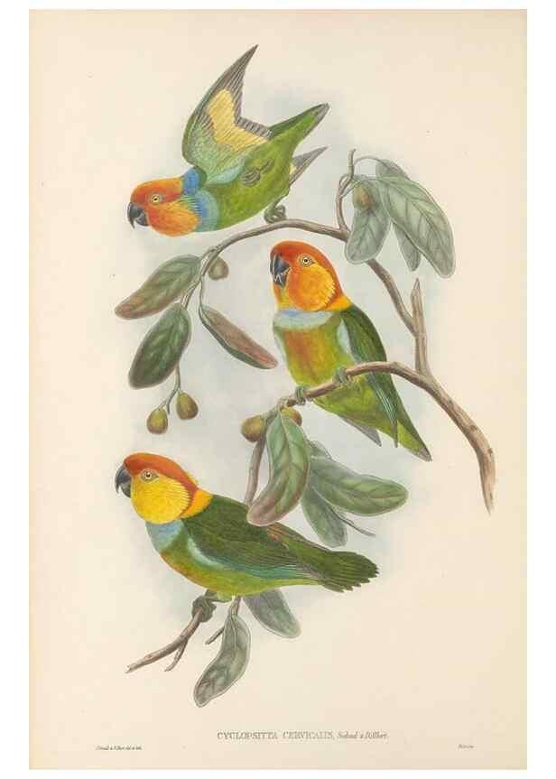 Reproducción/Reproduction 48766430931: The birds of New Guinea and the adjacent Papuan islands. London :Henry Sotheran & Co.,1875-1888.. 