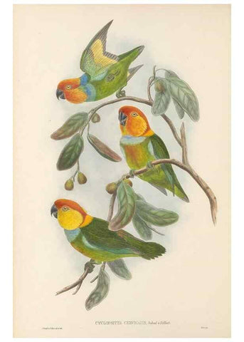 Reproducción/Reproduction 48766430931: The birds of New Guinea and the adjacent Papuan islands. London :Henry Sotheran & Co.,1875-1888.. 