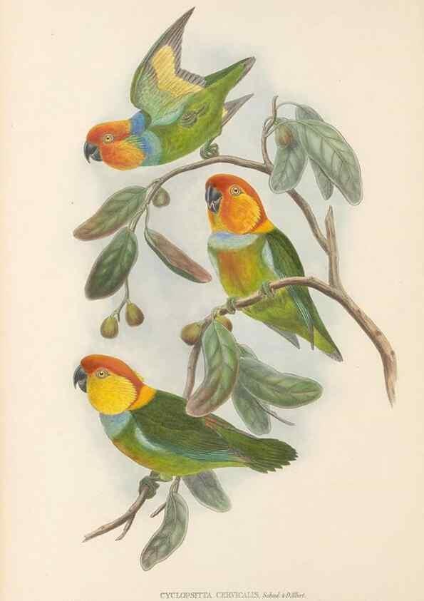 Reproducción/Reproduction 48766430931: The birds of New Guinea and the adjacent Papuan islands. London :Henry Sotheran & Co.,1875-1888.. 