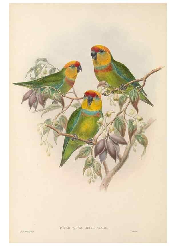 Reproducción/Reproduction 48766430591: The birds of New Guinea and the adjacent Papuan islands. London :Henry Sotheran & Co.,1875-1888.. 