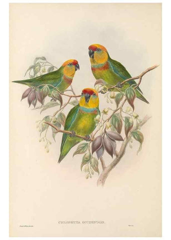 Reproducción/Reproduction 48766430591: The birds of New Guinea and the adjacent Papuan islands. London :Henry Sotheran & Co.,1875-1888.. 
