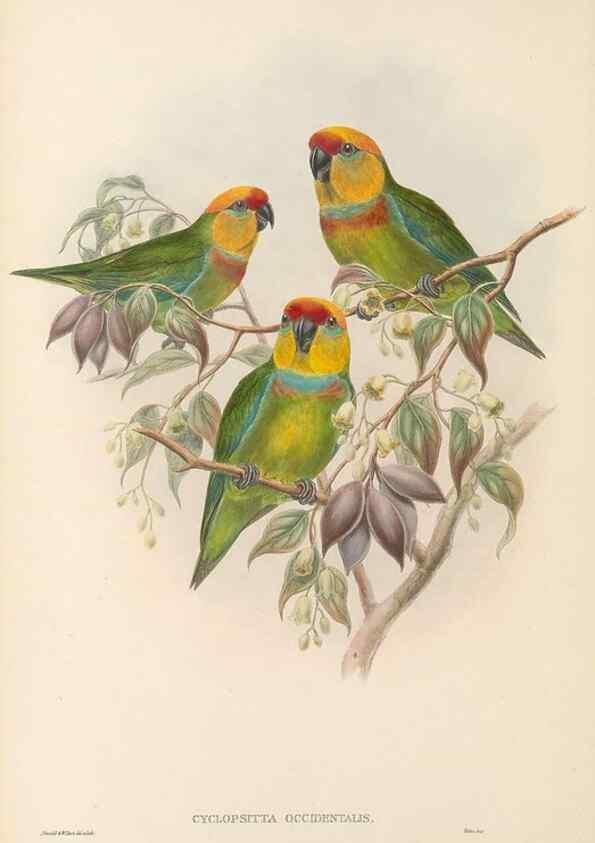 Reproducción/Reproduction 48766430591: The birds of New Guinea and the adjacent Papuan islands. London :Henry Sotheran & Co.,1875-1888.. 