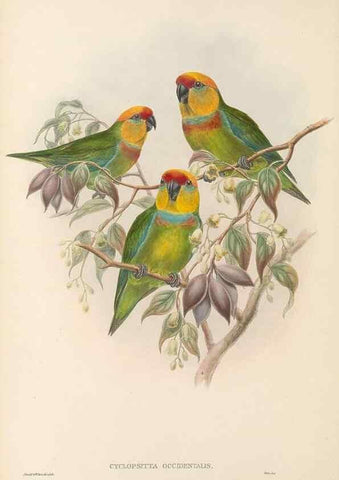 Reproducción/Reproduction 48766430591: The birds of New Guinea and the adjacent Papuan islands. London :Henry Sotheran & Co.,1875-1888.. 