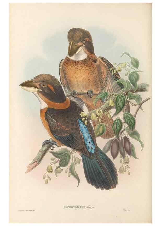 Reproducción/Reproduction 48766033263: The birds of New Guinea and the adjacent Papuan islands. London :Henry Sotheran & Co.,1875-1888.. 