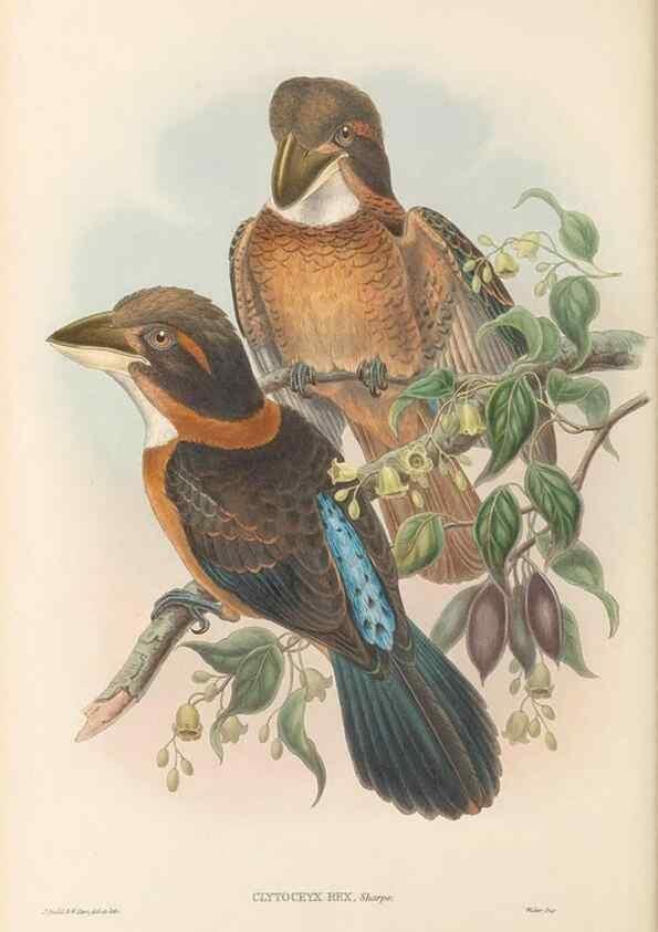 Reproducción/Reproduction 48766033263: The birds of New Guinea and the adjacent Papuan islands. London :Henry Sotheran & Co.,1875-1888.. 
