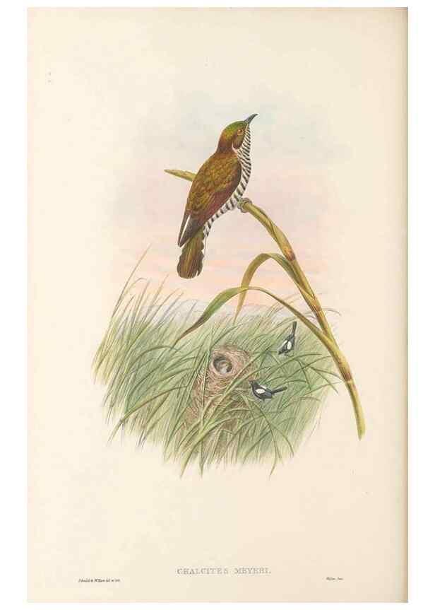 Reproducción/Reproduction 48766028293: The birds of New Guinea and the adjacent Papuan islands. London :Henry Sotheran & Co.,1875-1888.. 