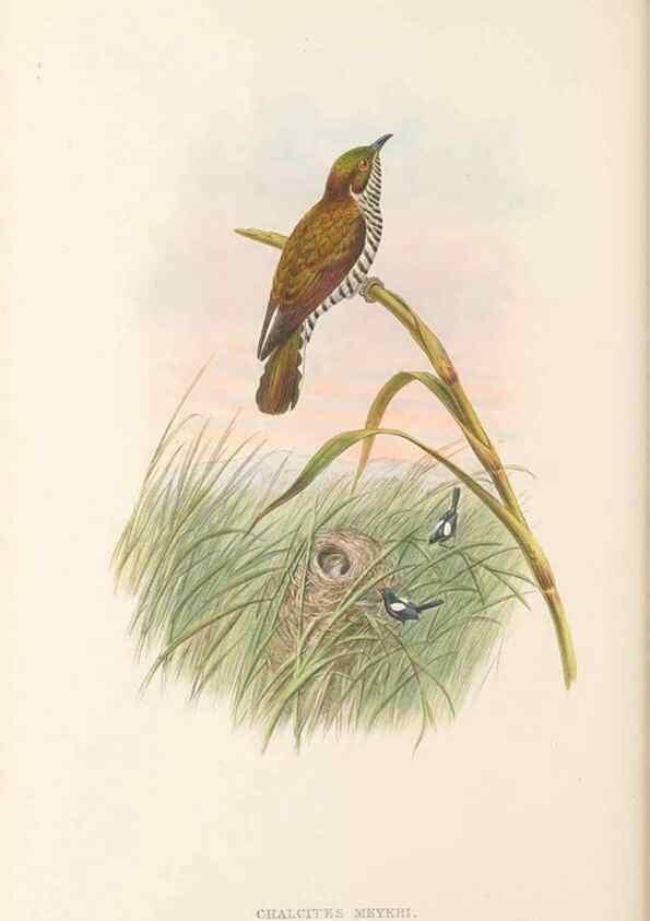 Reproducción/Reproduction 48766028293: The birds of New Guinea and the adjacent Papuan islands. London :Henry Sotheran & Co.,1875-1888.. 