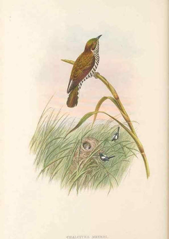 Reproducción/Reproduction 48766028293: The birds of New Guinea and the adjacent Papuan islands. London :Henry Sotheran & Co.,1875-1888.. 
