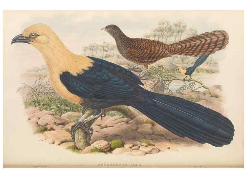 Reproducción/Reproduction 48766028698: The birds of New Guinea and the adjacent Papuan islands. London :Henry Sotheran & Co.,1875-1888.. 