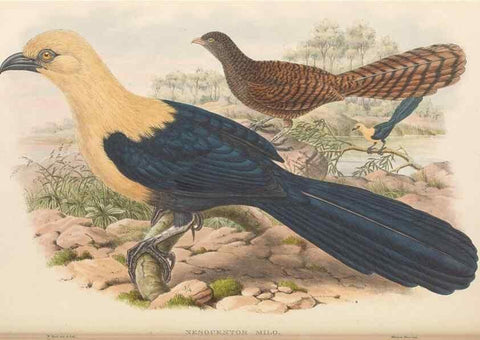 Reproducción/Reproduction 48766028698: The birds of New Guinea and the adjacent Papuan islands. London :Henry Sotheran & Co.,1875-1888.. 