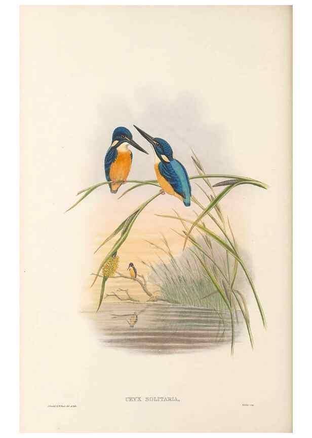 Reproducción/Reproduction 48766562487: The birds of New Guinea and the adjacent Papuan islands. London :Henry Sotheran & Co.,1875-1888.. 