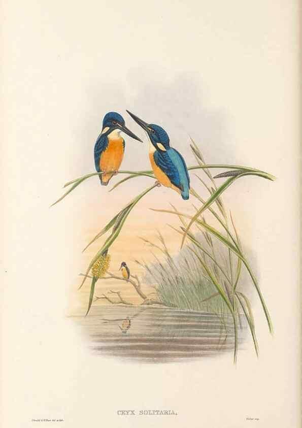 Reproducción/Reproduction 48766562487: The birds of New Guinea and the adjacent Papuan islands. London :Henry Sotheran & Co.,1875-1888.. 