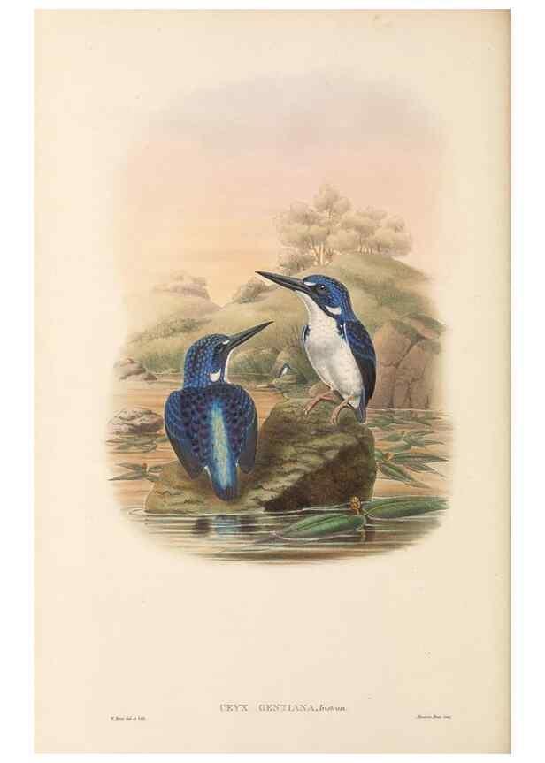 Reproducción/Reproduction 48766029318: The birds of New Guinea and the adjacent Papuan islands. London :Henry Sotheran & Co.,1875-1888.. 