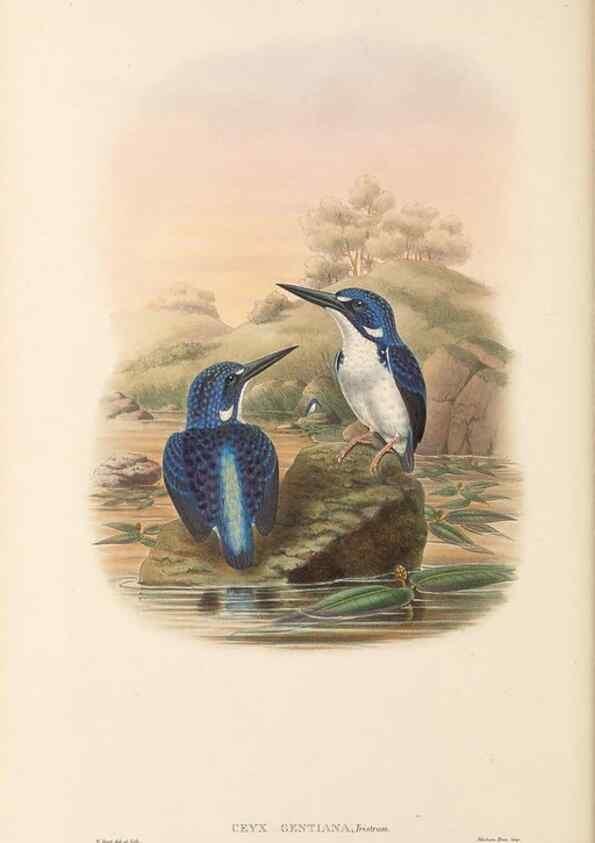 Reproducción/Reproduction 48766029318: The birds of New Guinea and the adjacent Papuan islands. London :Henry Sotheran & Co.,1875-1888.. 