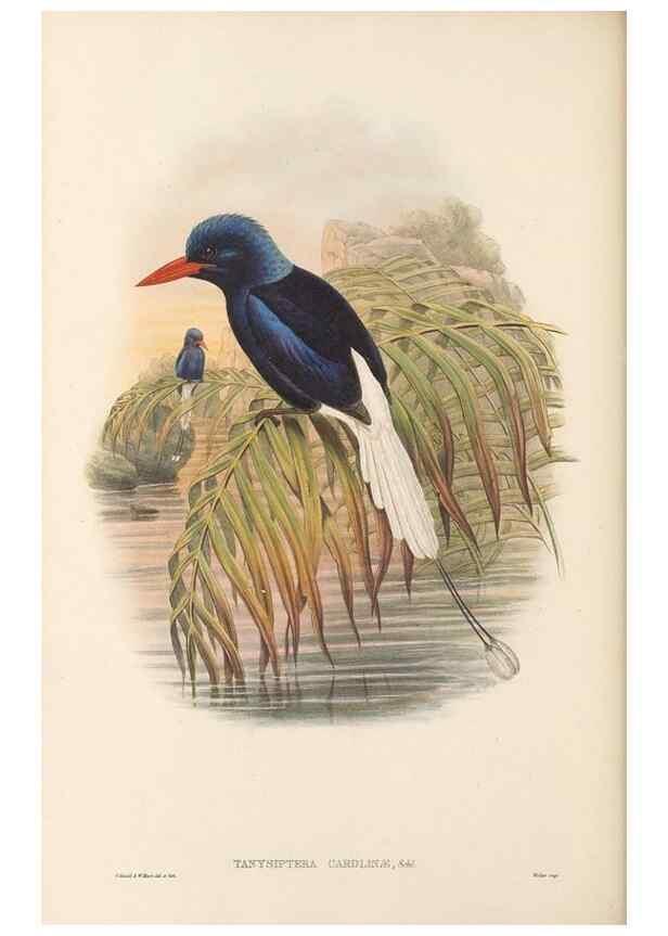 Reproducción/Reproduction 48766029648: The birds of New Guinea and the adjacent Papuan islands. London :Henry Sotheran & Co.,1875-1888.. 