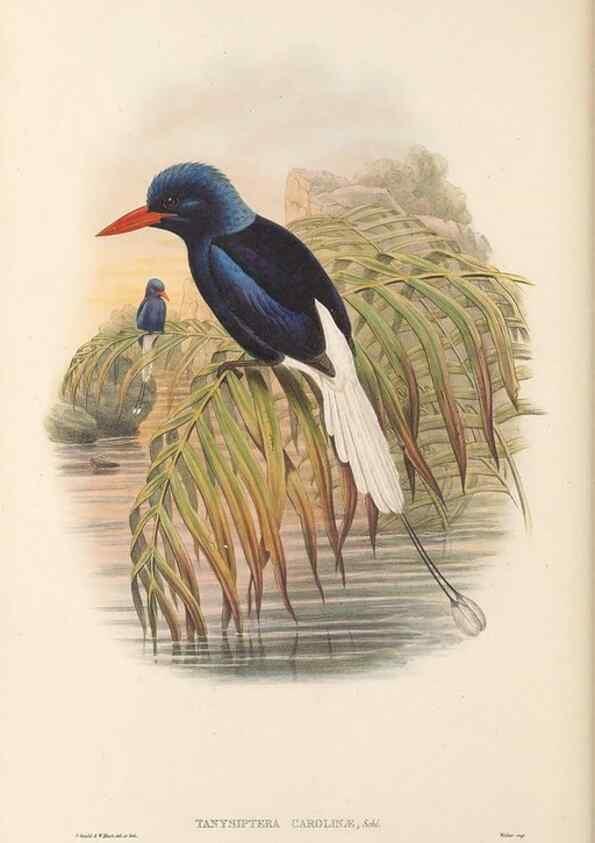 Reproducción/Reproduction 48766029648: The birds of New Guinea and the adjacent Papuan islands. London :Henry Sotheran & Co.,1875-1888.. 